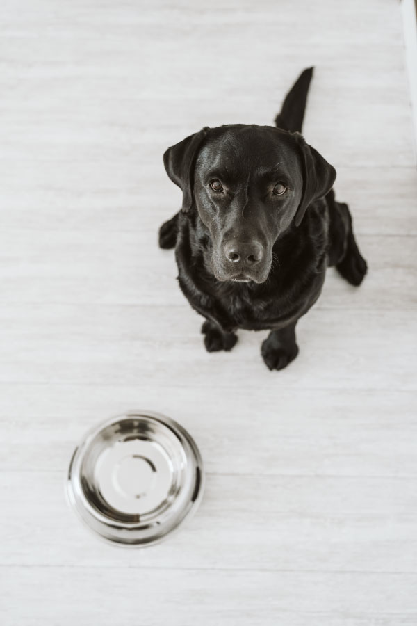 შინაური ცხოველების ნივთების დეზინფექცია