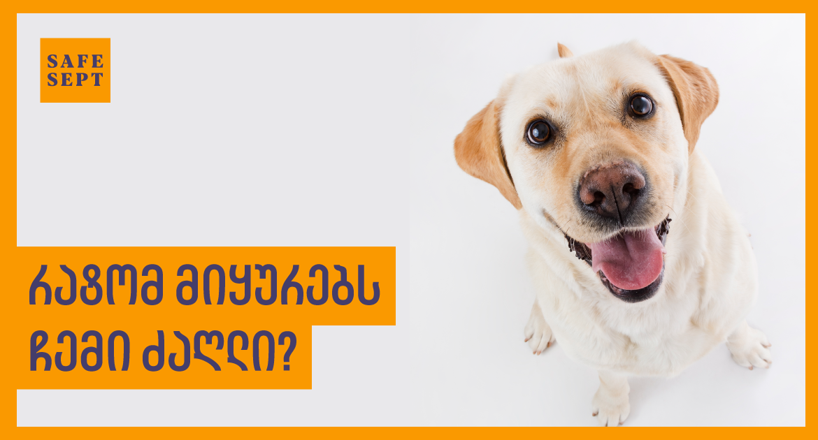 რატომ მიყურებს ჩემი ძაღლი